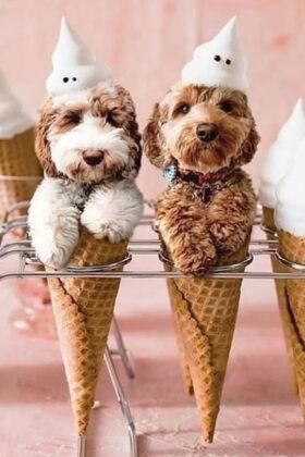 Cute Puppy Photos, Cute Puppies And Kittens, Cute Puppy Wallpaper, Cute Dog Wallpaper, Super Cute Dogs, Very Cute Puppies, Really Cute Puppies, Cute Small Animals, Super Cute Puppies