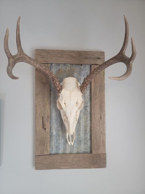 Hunting Room Ideas, Skull Mount Ideas, European Mount Ideas, European Skull Mount, Deer Skull Mount, Euro Mounts, Deer Heads Mount, Whitetail Deer Pictures, Hunting Ideas