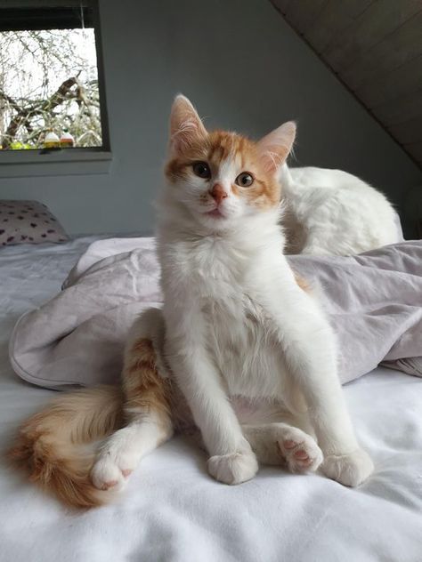 The most surprising characteristic of the Turkish Van is its relationship to water. He doesn't just love the water, he enjoys swimming! This breed originates from the Lake Van region in Turkey, where these cats have been kept in homes for many centuries. In the 1950s, a pair of Turkish Vans were brought to the UK by tourists returning from their holidays. Since then, these amazing cats have been bred in the UK. Turkish Cat, Aesthetic Cat Tattoo, Turkish Van Cats, Domestic Cat Breeds, Turkish Van, Cat Tat, Long Haired Cats, Cats Aesthetic, Cat Pose