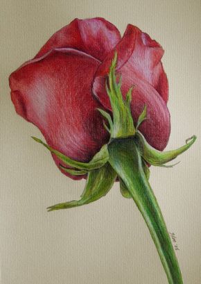 Sketch your imagination. Color Pencil Sketch, Single Red Rose, Drawing Eyes, Colored Pencil Drawings, Colored Pencil Artwork, Colored Pencil Art, Rose Drawing, Colour Pencil, Plant Drawing