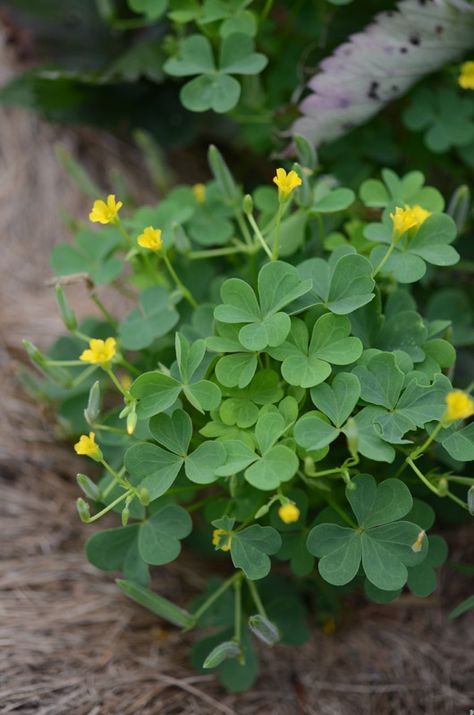 Foraging Illustration, Wood Sorrel Benefits, Foraging Australia, Sheep Sorrel, Tanaman Toga, Yellow Wood Sorrel, Clover Garden, Purslane Plant, Michigan Wildflowers