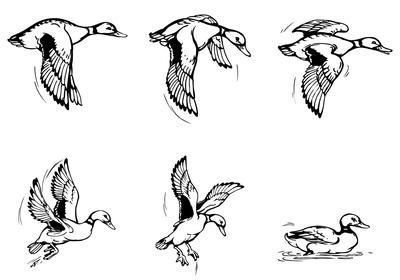 Duck Hunting Tattoos, Drake Tattoos, Fly Drawing, Duck Tattoos, Woodcut Tattoo, Flying Duck, Hunting Tattoos, Duck Illustration, Photoshop Patterns