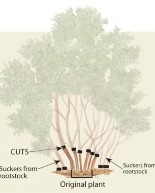 Fine Gardening. Com. The best lilac pruning article out there. Second page of the article had this diagram as well as a photograph tutorial showing what the gardener means when he is describing how to prune the lilac. Pruning Lilacs, Prune Lilac Bush, Lilac Pruning, Pruning Plants, Lilac Bush, Landscaping Trees, Lilac Bushes, Lilac Tree, Fine Gardening