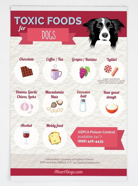 Toxic Foods For Dogs, Foods For Dogs, Dog Magnets, Toxic Foods, Dog Information, Husky Mix, Dog Info, Dog Care Tips, Training Your Puppy