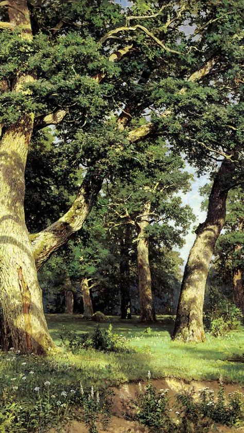 Oak Grove Oak Tree Backyard, Tree Grove Landscape, Oak Tree Aesthetic, Grove Aesthetic, Oak Aesthetic, Grandma Portrait, Oak Trees Landscaping, Oak Tree Painting, English Oak Tree