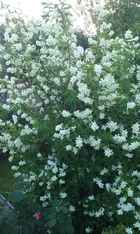 Jasmine, very parfumed bush, in may 2015 Fruit Trees, Plants, Flowers