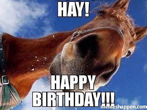 Birthday Horse, Funny Horse Memes, Horse Meme, Horse Quotes Funny, Horse Funny, Funny Horse Pictures, Horse Jokes, Horse Riding Quotes, Funny Horses