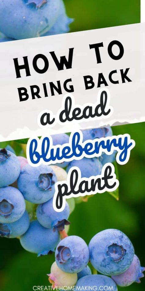 How To Propagate Blueberry Bushes, Where To Plant Blueberry Bushes, Blueberry Bushes Growing, Blueberry Plants Gardening, Blueberry Bush Care, Growing Blueberries Bushes, Blueberry Growing, Plant Tips And Tricks, Blueberries Growing