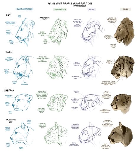 Feline Face Profile Tutorial 1 by TamberElla Eye Studies, Feline Anatomy, Cat Face Drawing, Cat Drawing Tutorial, Cat Anatomy, Face Profile, Cat Reference, Animal Study, Anatomy Drawing