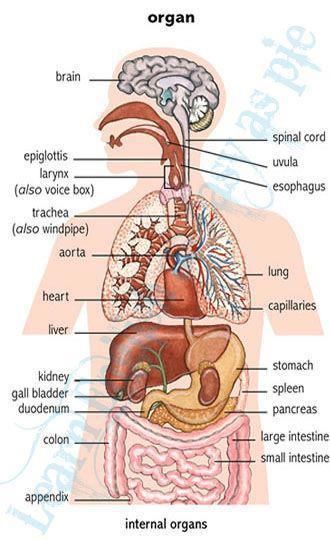 149162_10151265339817230_855612504_n Human Body Vocabulary, Human Body Organs, Human Body Anatomy, Learning English For Kids, Learning English Online, English Vocab, English Language Teaching, English Writing Skills, Body Anatomy