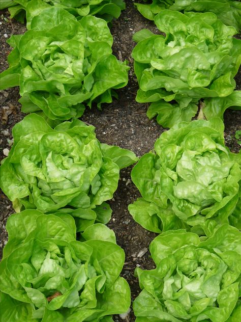 Lettuce Photography, Garden Lettuce, Seed Starter Kit, Lettuce Seeds, Easter Garden, Seed Starter, Uk Garden, Tom Thumb, Edible Landscaping