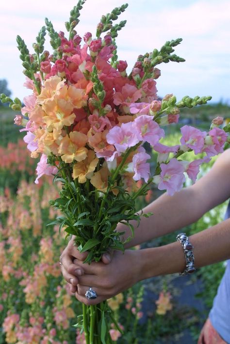 Chantilly Snapdragons - Floret Flowers Growing Cut Flowers, Cottage Garden Design, Cut Flower Garden, Creative Gardening, Trendy Flowers, Beautiful Bouquet Of Flowers, Flower Farm, Flower Beauty, Spring Garden