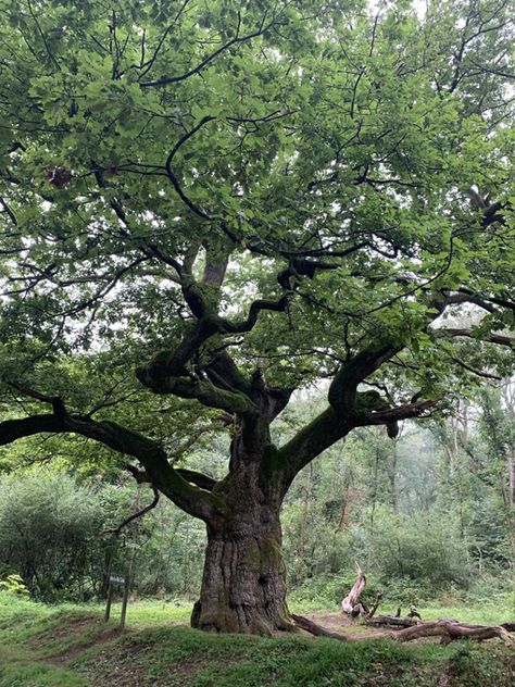 Weird Trees, Pretty Trees, Picture Tree, Old Tree, Old Trees, Tree Photography, Beautiful Locations Nature, Big Tree, Ap Art