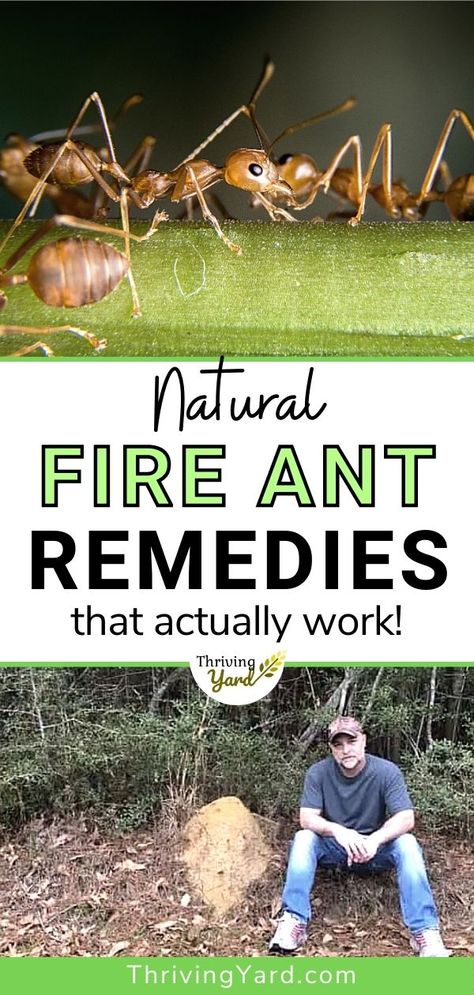 What are the best natural remedies to get rid of fire ants? What is the best fire ant killer and fire ant fertilizer for the ant mound in your garden? We have more gardening advice and pest control tips here. We investigate fire ant treatments including home remedies and establish what works best and is good for your garden’s soil. Ant Mound Killer, Natural Fire Ant Killer For Yard, Kill Fire Ants Naturally, Natural Fire Ant Killer, Kill Fire Ants In Yard, Fire Ants How To Get Rid Of Naturally, Get Rid Of Fire Ants In Yard, How To Kill Fire Ants In Yard, How To Get Rid Of Fire Ants In The Yard