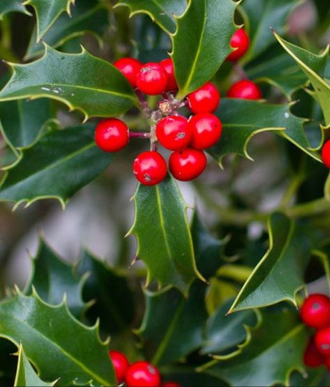 Holly Tree Christmas Decor, Holly Decorations Christmas, Holly Bushes In Landscaping, Sweet Appetizers, Holly Decor, American Holly, Winterberry Holly, Holly Shrub, Holly Flower