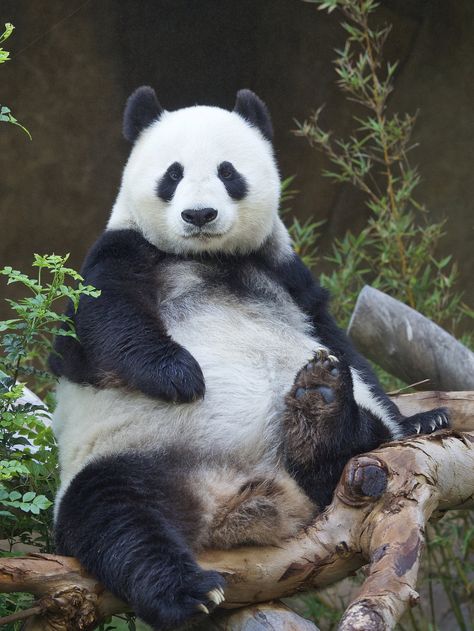 Bai Yun sitting pretty (photo by Mollie Rivera) Panda Pencil Drawing, Drawing Panda, Panda Sitting, Giant Panda Bear, Big Panda, Baby Panda Bears, Panda Drawing, Panda Bears, Panda Love