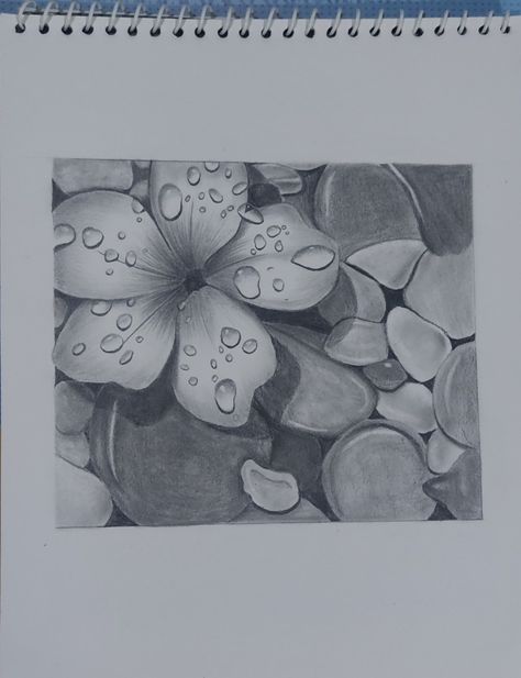 Water Droplets On Flowers, Pencil Shading Art, Shading Drawings, Stones Drawing, Shading Art, Wolf Drawings, Sketch Images, Pencil Sketch Images, Pencil Shading