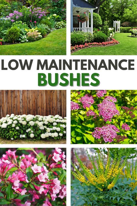 Low Maintenance Plants Outdoor, Low Maintenance Landscaping Front Yard, Shrubs For Landscaping, Low Maintenance Shrubs, Small Front Yard Landscaping, Front Yard Garden Design, Easy Landscaping, Low Maintenance Landscaping, Garden Shrubs