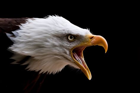 Elk Images, Bald Eagle Photography, Bald Eagle Photo, Wild Eagle, Screaming Eagle, Eagle Images, Eagle Wallpaper, Eagle Pictures, Lion Tattoo Design