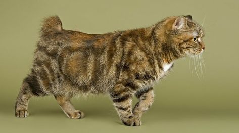 Everything You Need to Know About the Manx Cat Manx Kittens, Cymric, Manx Cat, F2 Savannah Cat, Ragamuffin, Cat Reference, Cat Spray, Kitten For Sale, Manx