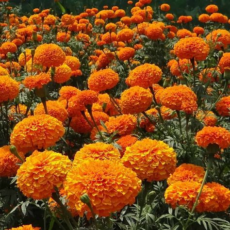 How To Make Marigold Tea - Frolic & Fare Marigold Tea, Edible Flower Garden, Growing Marigolds, Marigold Flowers, Marigold Flower, Seed Saving, Tea Tasting, Tea Recipe, Tea Strainer