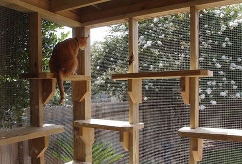 Just like us, cats need an outdoor oasis during the warm summer months. Katt Grejer, Herding Cats, Cat Patio, Outdoor Cat Enclosure, Cat Run, Cat Towers, Outdoor Cat House, Cat Playground, Cat Enclosure