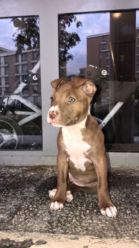 #pitbull #chien #rue #quartier #lacoste #tn Lacoste Tn, Black Bratz, Black Bratz Doll, Photo Insta, Classy Aesthetic, Bratz Doll, Pitbull, Cute Dogs, Bulldog