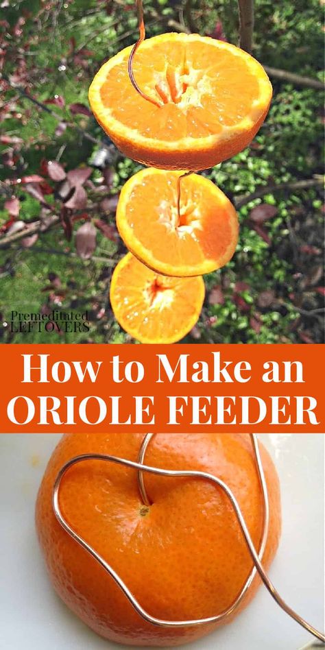 Learn How to Make an Oriole Bird Feeder using wire and oranges. This feeder is an easy and frugal way to attract orioles to your yard. Oriole Bird Feeders, Bird Feeder Hangers, Cinnamon Roll Apple Pie, Backyard Birds Watching, Backyard Birds Feeders, Backyard Birds Sanctuary, Bird Feeder Craft, Oriole Bird, Baltimore Oriole