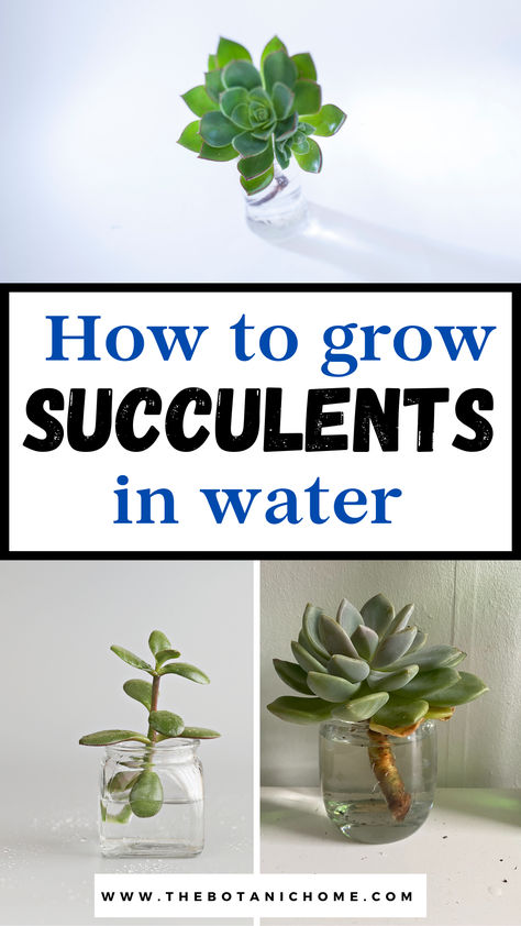 3 images of succulents growing in a glass jar full of water. Text reads: How to grow succulents in water. Growing Succulents In Water, Best Succulents For Indoors, Watering Succulents Indoors, Plants To Propagate In Water, Succulent Cuttings Propagation, Propogate Succulents, Succulents Propagating, Indoor Plant Tips, Succulents In Water