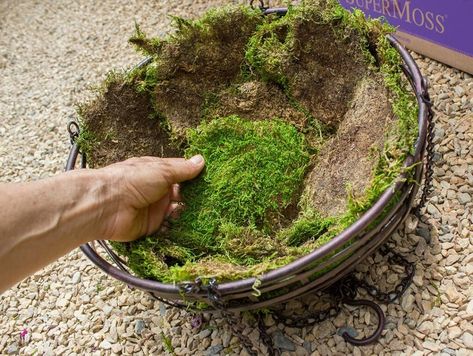 Grow Moss Indoors, Moss Indoors, Grow Moss, Sheet Moss, Types Of Moss, Growing Moss, Moss Plant, Growing Orchids, Irish Moss