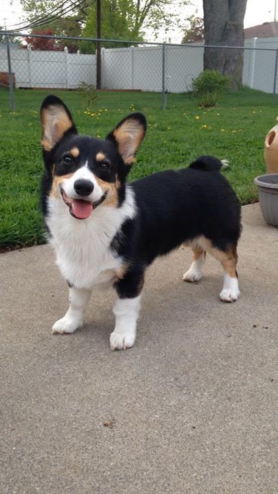 Tri Colored Corgi, Pembroke Welsh Corgi Tricolor, Tri Color Corgi Puppies, Black Corgi Puppy, Black Headed Tricolor Corgi, Corgi Colors, Corgi Tricolor, Tri Color Corgi, Tricolor Corgi