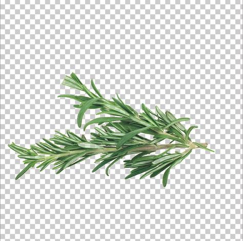 Herb Photography, Food Elements, Spiced Vegetables, Rosemary Herb, Veg Biryani, Mediterranean Art, Rosemary Plant, Transparent Background Image, Medical Herbs