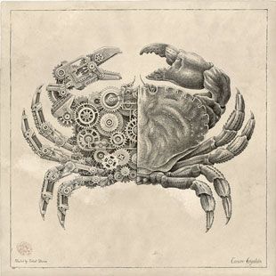 Mechanical Crustaceans with Clockwork Insides Illustrated by Steeven Salvat Steampunk Kunst, Steampunk Drawing, Ancient Paper, Portrait Au Crayon, Classic Illustration, Illustration Postcard, Steampunk Animals, Mechanical Animals, Steampunk Tendencies