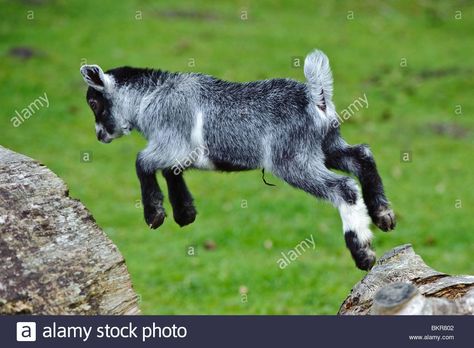 Goats Jumping, Goat Drawing, Goat Kidding, Pygmy Goat, Baby Goat, Animal Reference, Baby Goats, Celebrity Travel, Tattoo Inspo