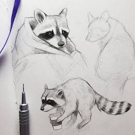 Coffee raccoon by Kleevia Raccoon Drawing, Trash Pandas, Petit Tattoo, Cute Pencil, Arte Sketchbook, Animal Sketches, Sketchbook Inspiration, Arte Animal, Sketchbook Art Inspiration