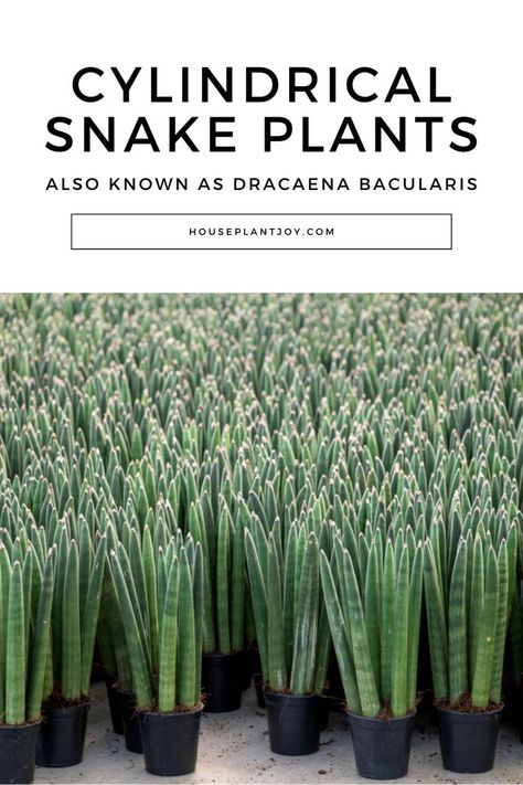 Discover the beauty of the Cylindrical Snake Plant, also known as Dracaena Bacularis! 🌿🐍 With upright, gray-green leaves, this succulent thrives in low light and drought conditions. Plus, with various colors and varieties, there's a snake plant to suit every taste. Dive into our article to explore the fascinating world of cylindrical snake plant varieties! #SnakePlants #DracaenaBacularis #SucculentLove #IndoorPlants 🌱✨ Cylindrical Snake Plant, Snake Plant Varieties, Plant Varieties, Snake Plants, A Snake, Snake Plant, Low Light, Gray Green, Low Lights