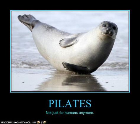 Animal Yoga, Harbor Seal, Cute Seals, Seal Pup, Baby Seal, A Seal, Marine Mammals, Silly Animals, Sea Lion