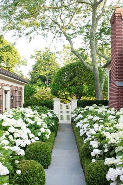 Five ways to embrace the Hamptons look in Australia - Our Hampton Style Forever Home Hamptons Garden Australia, Hamptons Front Garden, Hydrangea Boxwood, Hamptons Style Garden, Hamptons Landscaping, Hamptons Backyard, Hamptons Garden, Hamptons House Exterior, Hampton Garden