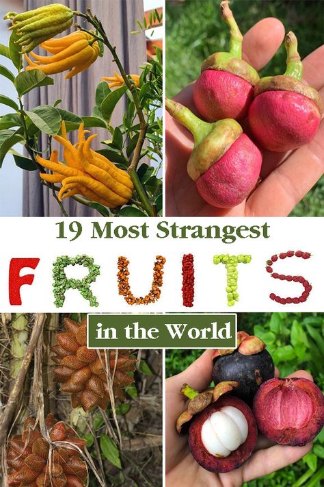 In addition to being tasty, many fruits are strange due to their appearance and the way they grow. Here are the Most Strangest Fruits ever. Black Sapote, Weird Fruit, Strange Fruit, Unique Fruit, Wood Apples, Edible Wild Plants, Plant Care Houseplant, Yellow Fruit, Blue Fruits