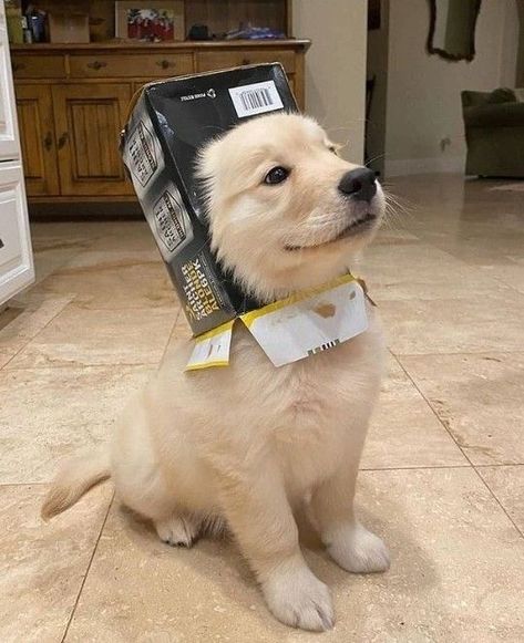 A Box, Golden Retriever, Dogs