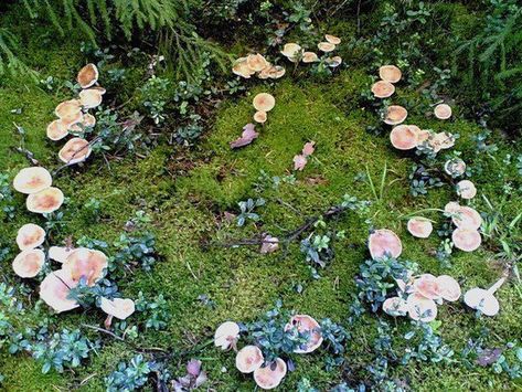 In Wales, circles of mushrooms or 🍄'Fairy Rings' 🍄are known as 'cylch y Tylwyth Teg'. Bad fortune are associated with fairy rings unless you're a witch or a fairy of course! Fairy Circle, Fairy Ring, Goblin Core, Fairy Aesthetic, Garden Fairy, Beltane, + Core + Aesthetic, The Grove, Pixie Dust