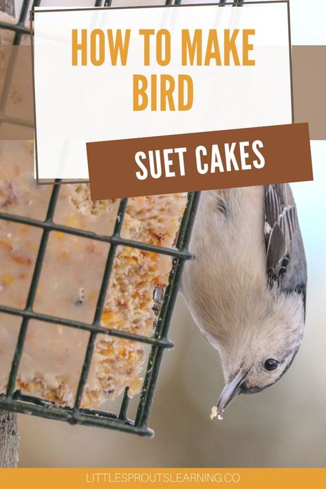 During cold weather, your backyard birds will welcome bird suet cakes to help keep them warm. Make your own for very little money. How To Make Suet Cakes For Birds, Homemade Suet Cakes Wild Birds, No Melt Suet Cakes For Birds, Suet Cakes For Birds Recipes, Suet Bird Feeder, Bird Suet, Suet Cakes, Seed Cake, Bird Cakes