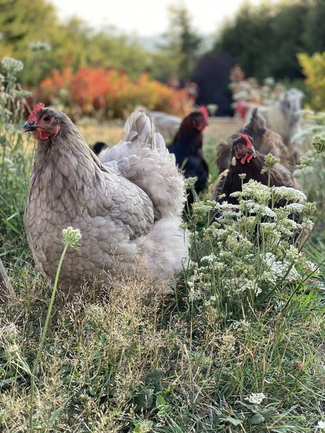 Quail Aesthetic, Farmstead Aesthetic, Hobby Farm Aesthetic, Casserole Recipes Chicken, Garden Backyard Ideas, Draw Chicken, Farming Aesthetic, Dinner Ideas Chicken, Aesthetic Chicken