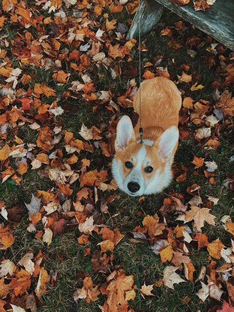 Fall Aesthetic Animals, Dog Fall Aesthetic, Fall Aesthetic Dog, Aesthetic Fall Pics, Fall Puppies, Fall Asthetic Photos, Corgi Aesthetic, Pet Friendly Rugs, Fall Leaves Aesthetic