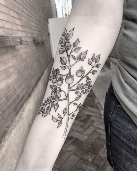 Reposting @justinecho_:"Thanks Dani for letting me do your first! 🍅#tattooapprentice #tattoo #botanicaltattoo #tomato #tomatoplant #planttattoo #blackwork #dotwork #stltattooartist" Tomato Leaf Tattoo, Tomato Plant Tattoo Simple, Tomato Plant Tattoo Black And White, Tomato Flower Tattoo, Tomato Tattoo Black, Cherry Tomato Tattoo, Vegetable Garden Tattoo, Tomato Vine Tattoo, Tomato Plant Tattoo