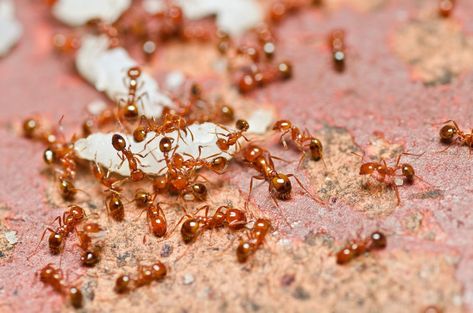 14 Spiritual Meanings & Interpretations Dream About Red Fire Ants Fire Ant Bites, Ant Removal, Beach Creatures, Ant Bites, Fire Ant, Ant Problem, Ant Infestation, Red Ant, Ant Control