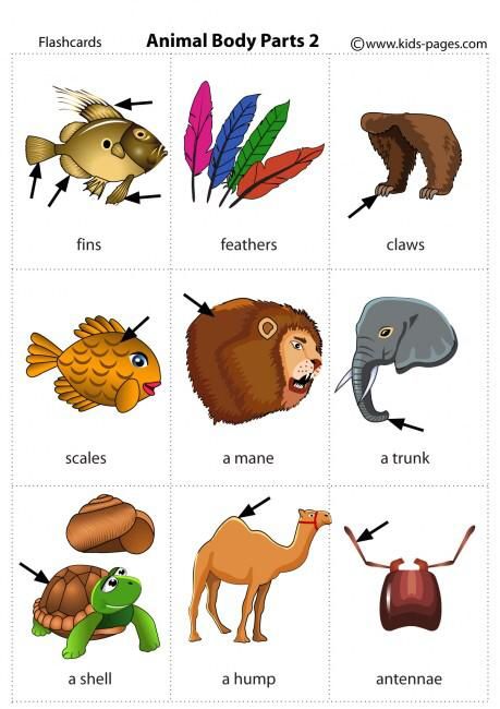 Phonetics English, Body Parts Flashcards, Animals Name In English, Animal Body Parts, English For Beginners, Learning English For Kids, English Learning Spoken, Kids English, Interesting English Words