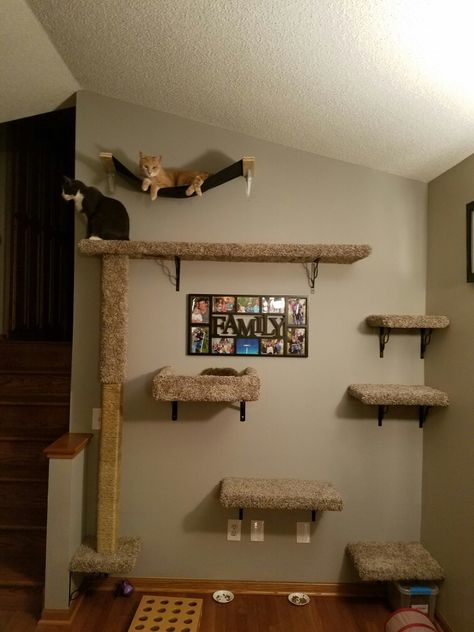 My husband's awesome creation of a cat wall! Wall Mounted Cat Bed Diy, Cat Corner Shelves, Cat Beds On Wall, Cat Diy Wall Projects, Cat Shelves In Bedroom, Cat Shelves Diy Climbing Wall Bedroom, Wall For Cats Diy Projects, Wall Cat Tree Ideas, Cat Area In Basement