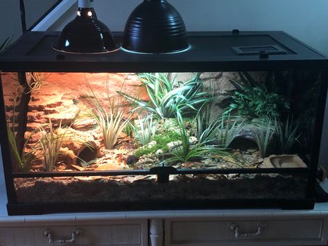 Ball Python Tank Decor Ideas, 40 Gallon Snake Enclosure, Naturalistic Snake Enclosure, Bioactive Hognose Enclosure, Naturalistic Reptile Enclosure, Bioactive Corn Snake Enclosure, Hog Nose Snake Enclosure, Hognose Snake Enclosure Ideas, Western Hognose Snake Enclosure