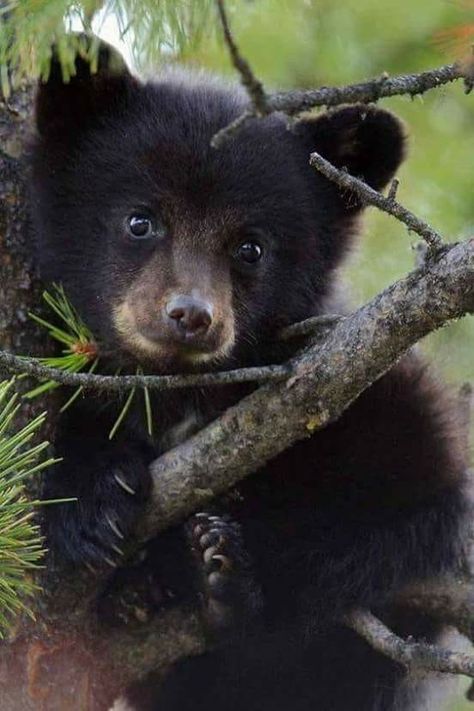 This is the most adorable baby bear face I've ever seen. Black Bear Cub, Regnul Animal, Bear Cub, Bear Pictures, Monkeys Funny, Airbrush Art, Bear Cubs, Sweet Animals, Black Bear